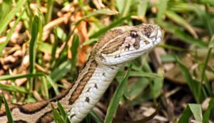 Vipera la più velenosa di Italia - Inchiostroverde.it (Fonte foto Canva)