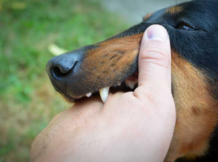 Il cane ti ha morso? Ecco chi paga - Inchiostroverde.it (Fonte foto Canva)