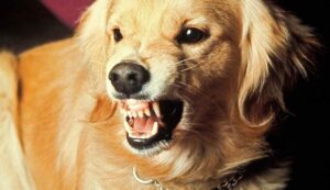Il cane ti ha morso? Ecco chi paga - Inchiostroverde.it (Fonte foto Canva)