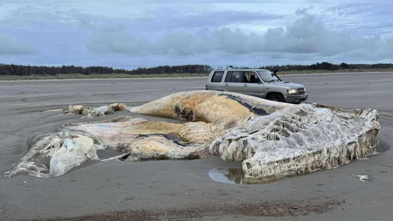 Mostro marino