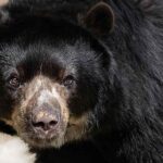 Orso