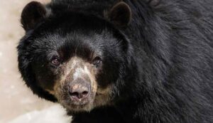 Orso