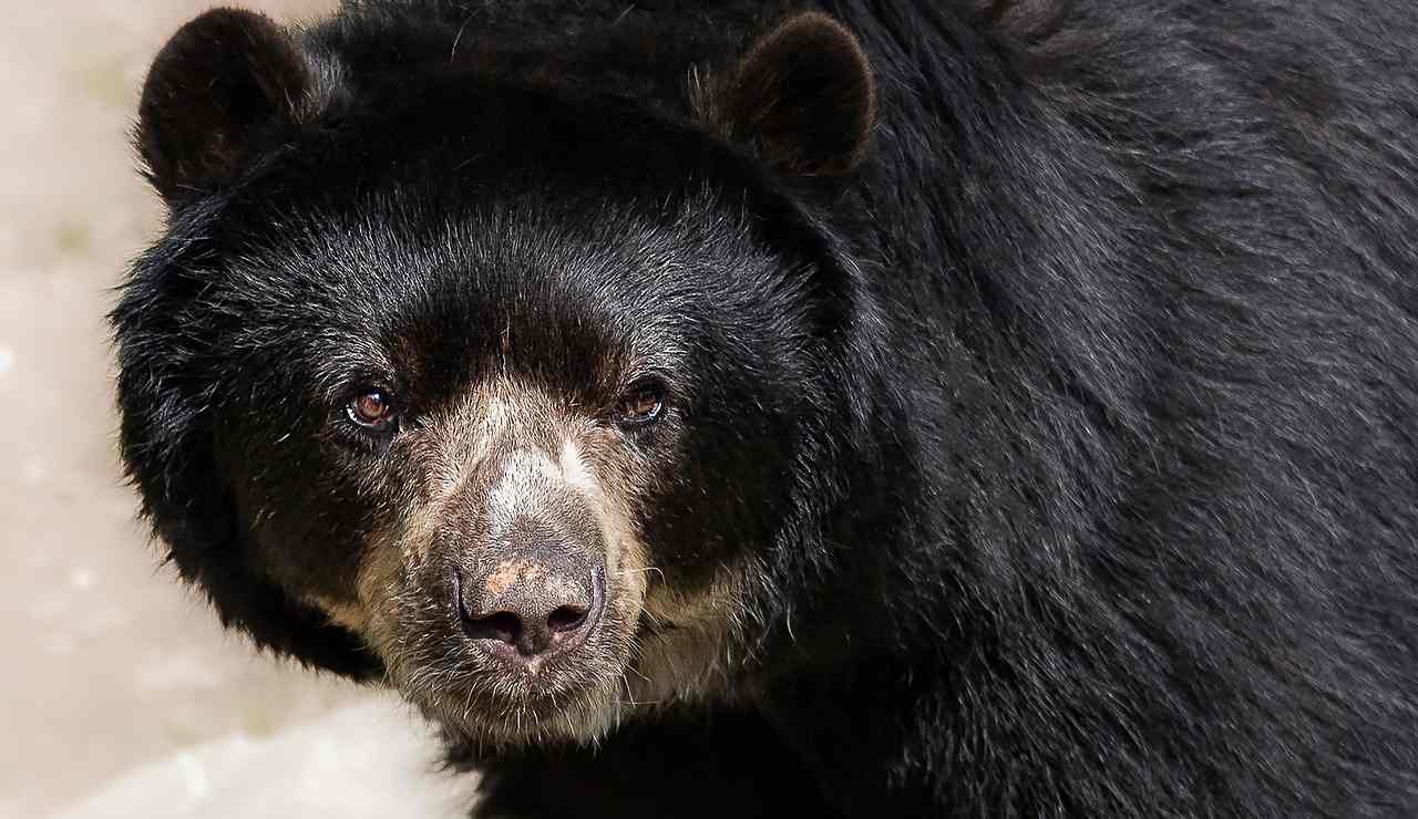 Orso