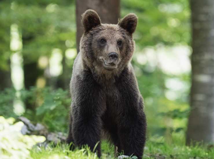 Orso in California