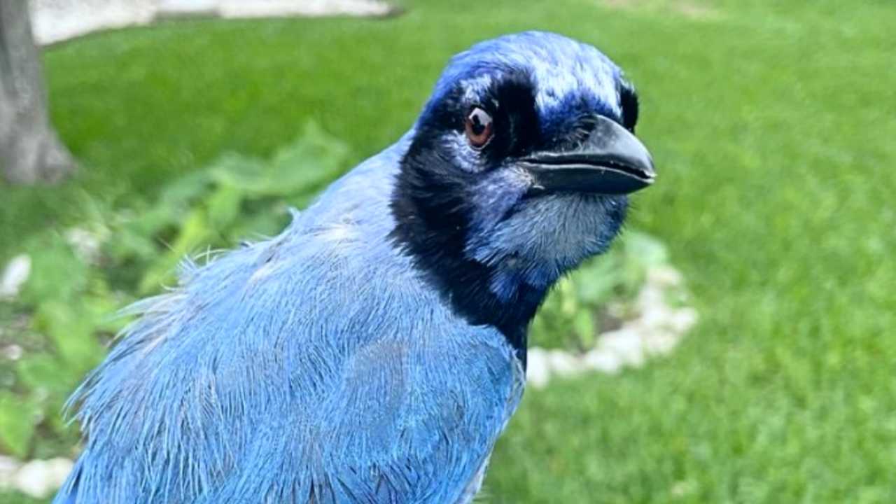 La ghiandaia blu