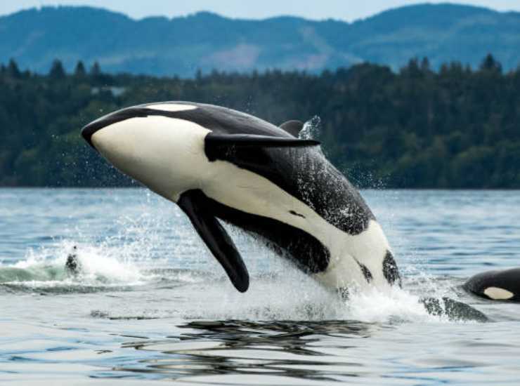 La teoria delle nonne