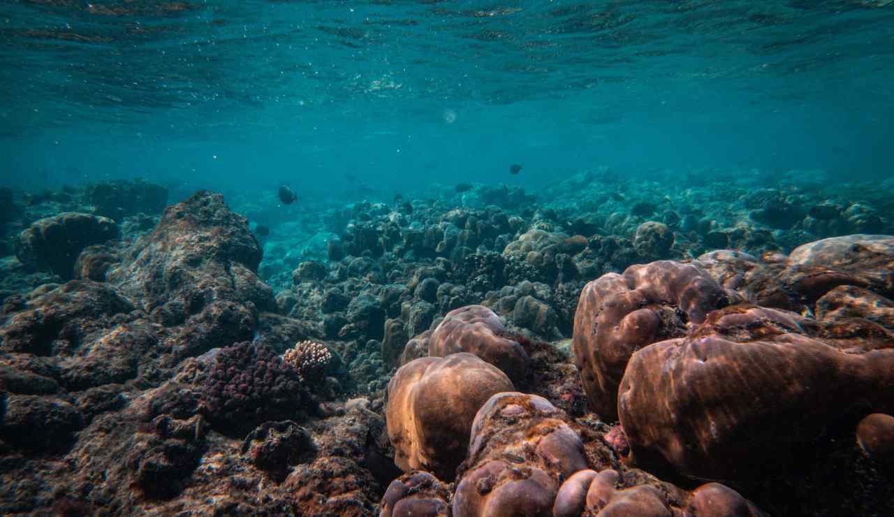 Fondale marino diteci cosa c'è in fondo al mare - Inchiostroverde.it (Fonte foto Canva)