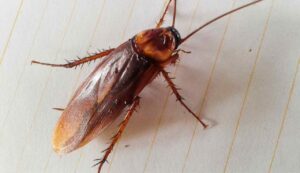 Invasione di scarafaggi volanti come liberarsene - Inchiostroverde.it (Fonte foto Canva)